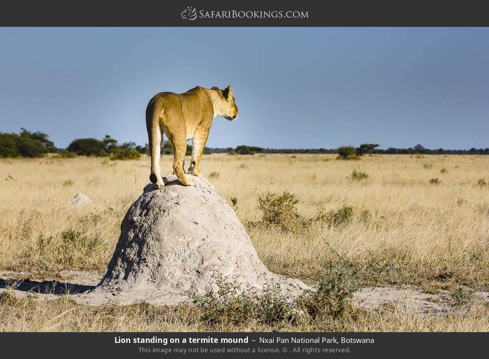 Lion standing on a termite mound in Nxai Pan National Park, Botswana