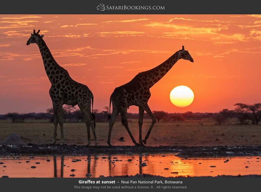 Giraffes at sunset in Nxai Pan National Park, Botswana