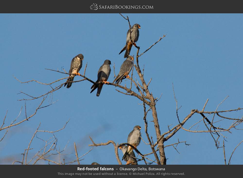Red-footed falcons in Okavango Delta, Botswana