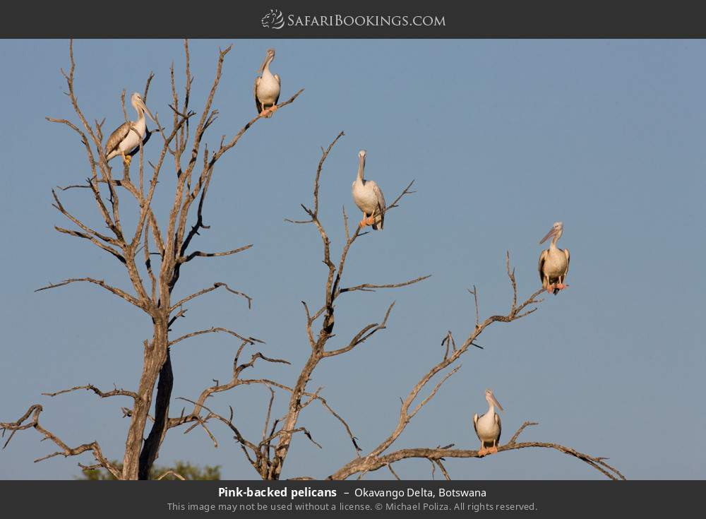 Pink-backed pelicans in Okavango Delta, Botswana
