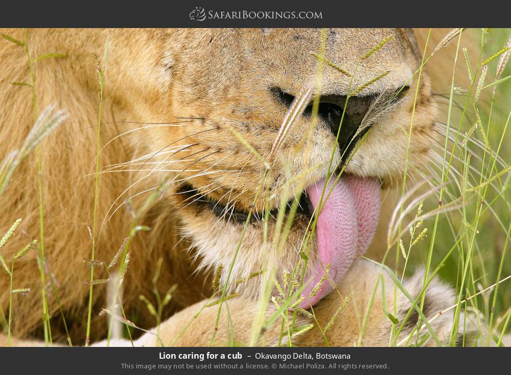 Lion caring for a cub in Okavango Delta, Botswana