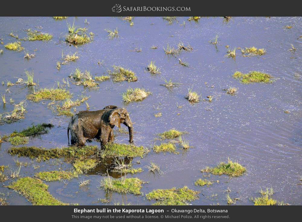 Elephant bull in the Kaporota Lagoon in Okavango Delta, Botswana