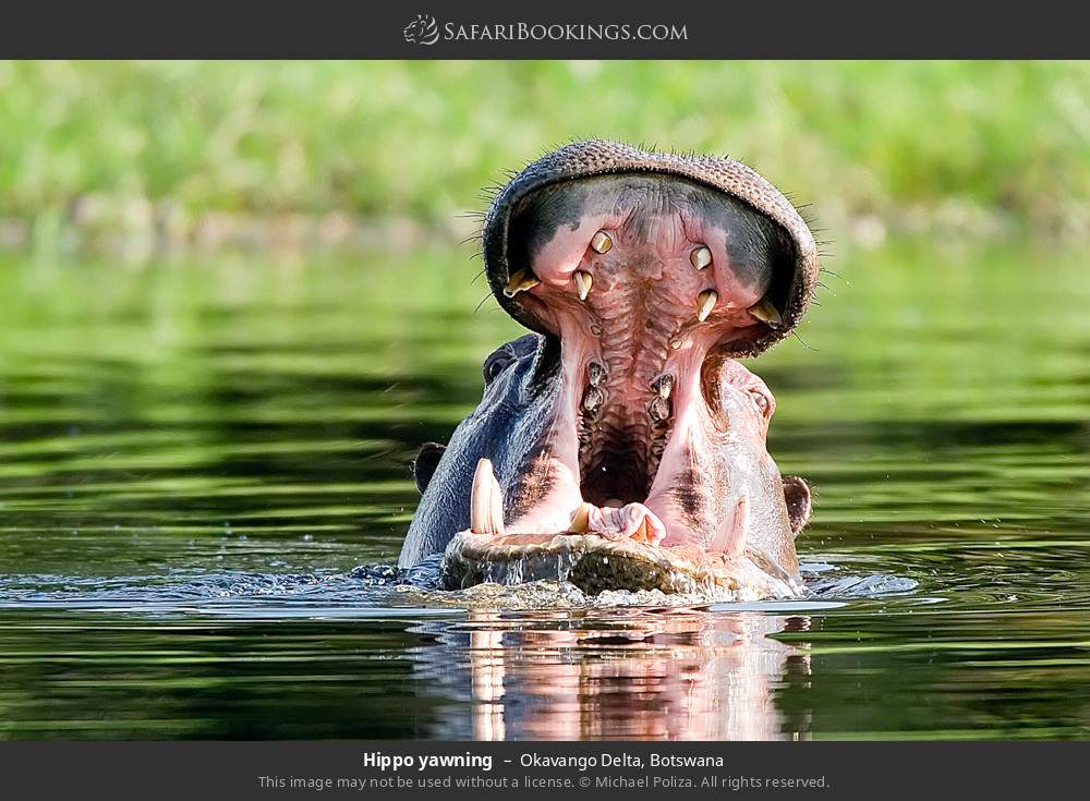 Hippo yawning in Okavango Delta, Botswana