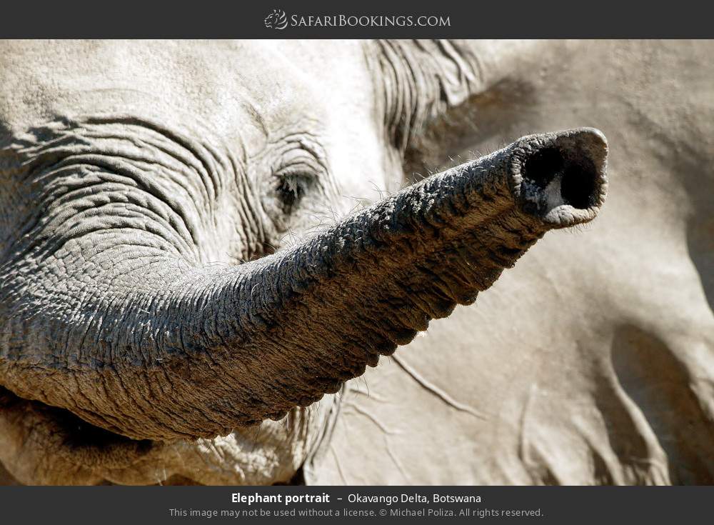 Elephant portrait in Okavango Delta, Botswana