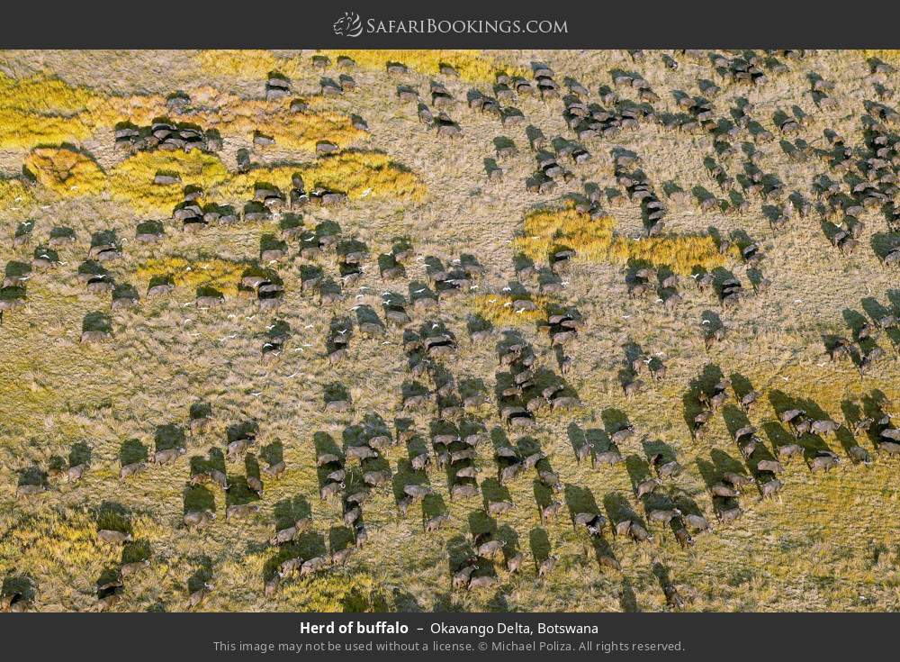 Herd of buffalo in Okavango Delta, Botswana