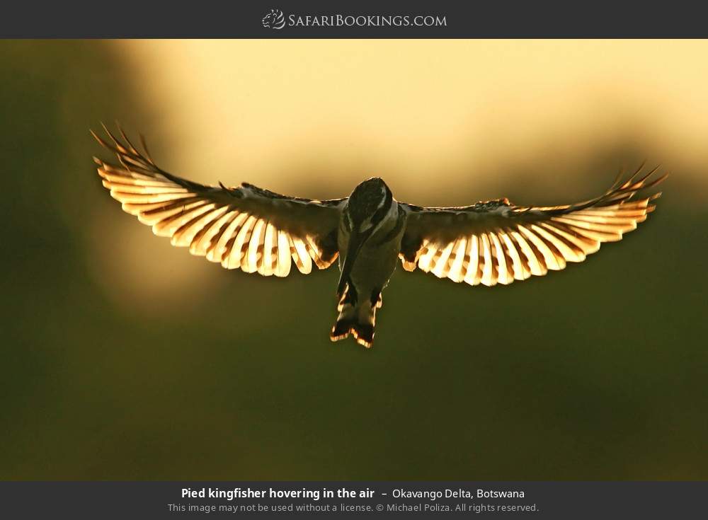 Pied kingfisher hovering in the air in Okavango Delta, Botswana