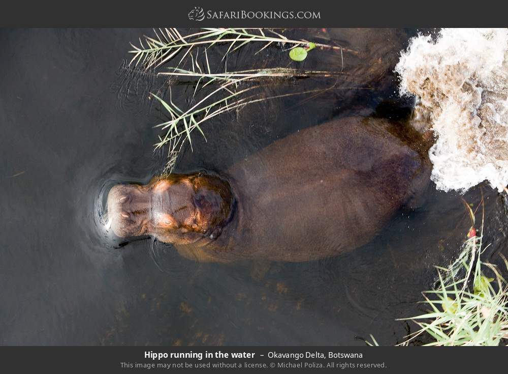Hippo running in the water in Okavango Delta, Botswana