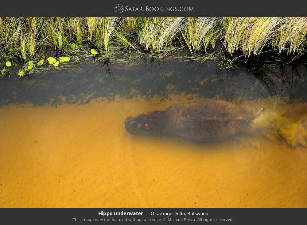 Hippo underwater in Okavango Delta, Botswana