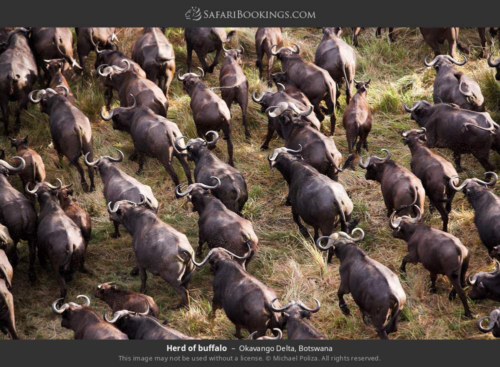 Herd of buffalo in Okavango Delta, Botswana