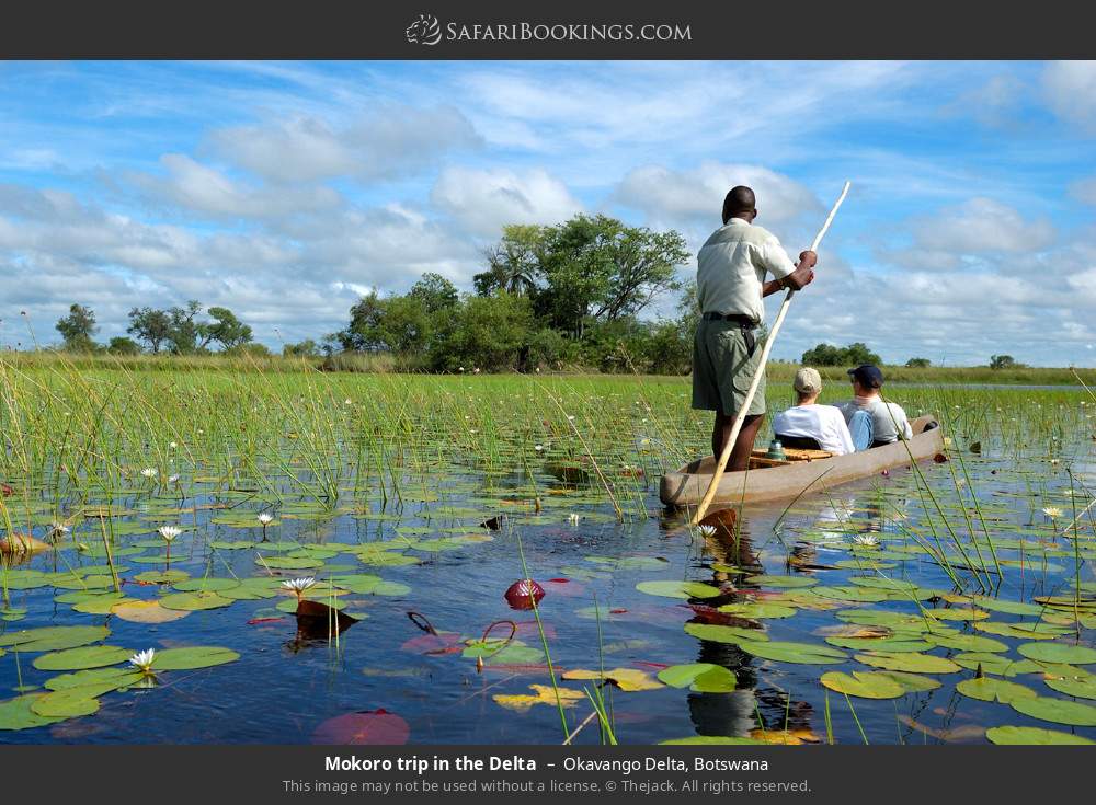 Mokoro trip in the Delta in Okavango Delta, Botswana
