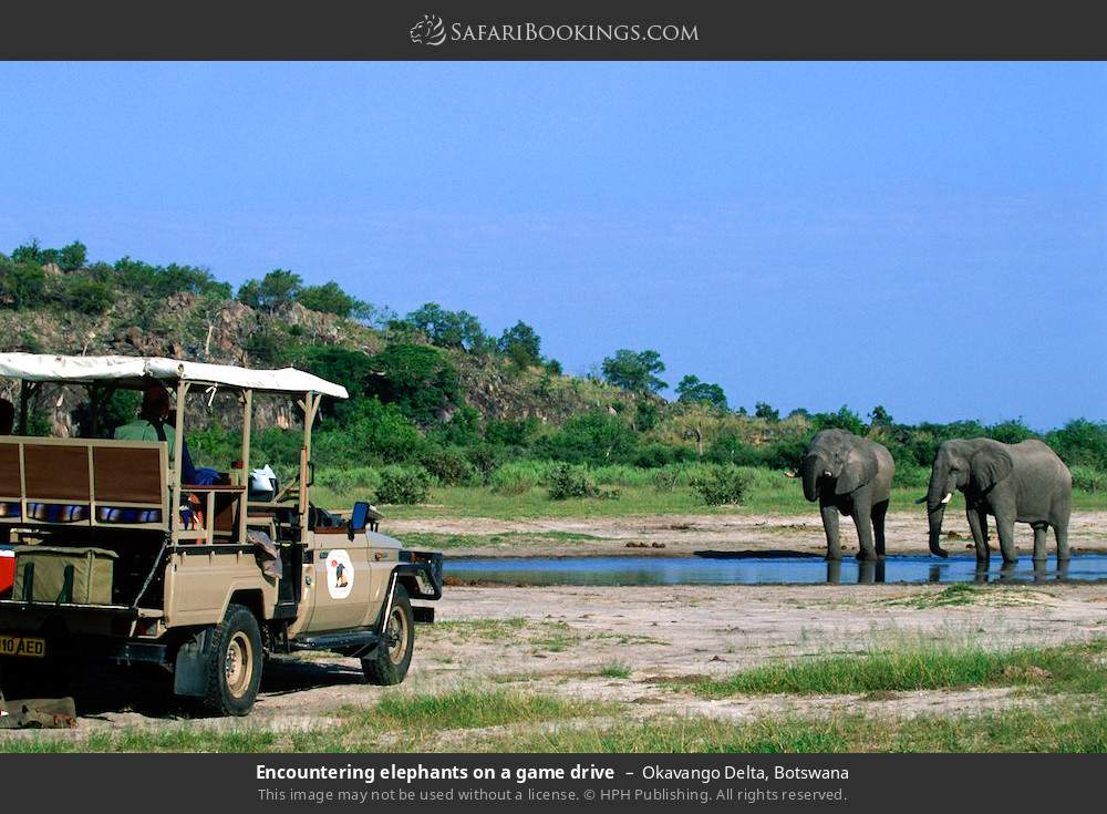 Encountering elephants on a game drive in Okavango Delta, Botswana