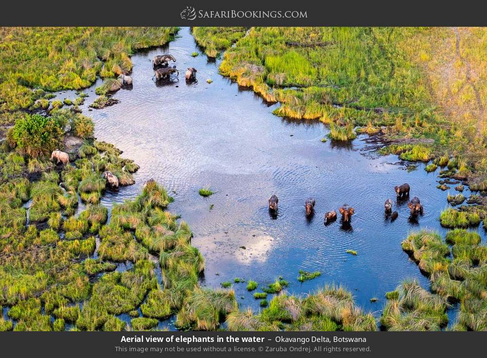 Aerial view of elephants in the water in Okavango Delta, Botswana