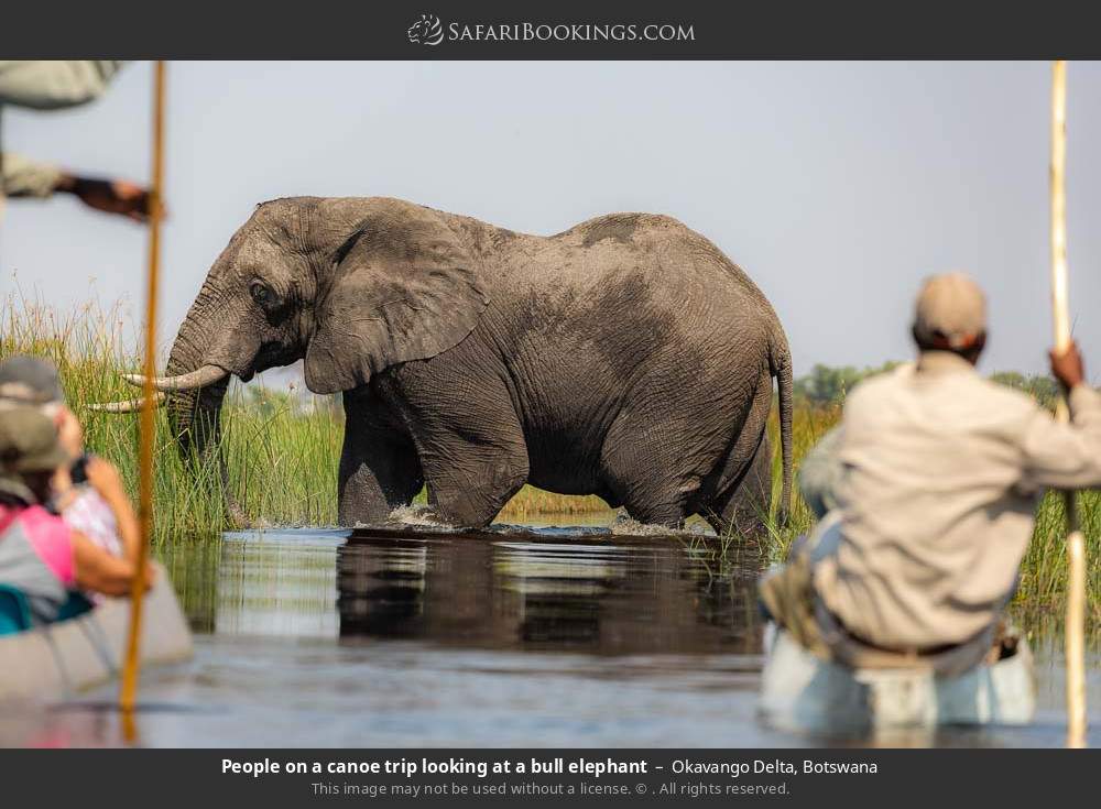 People on a mokoro trip looking at a bull elephant in Okavango Delta, Botswana