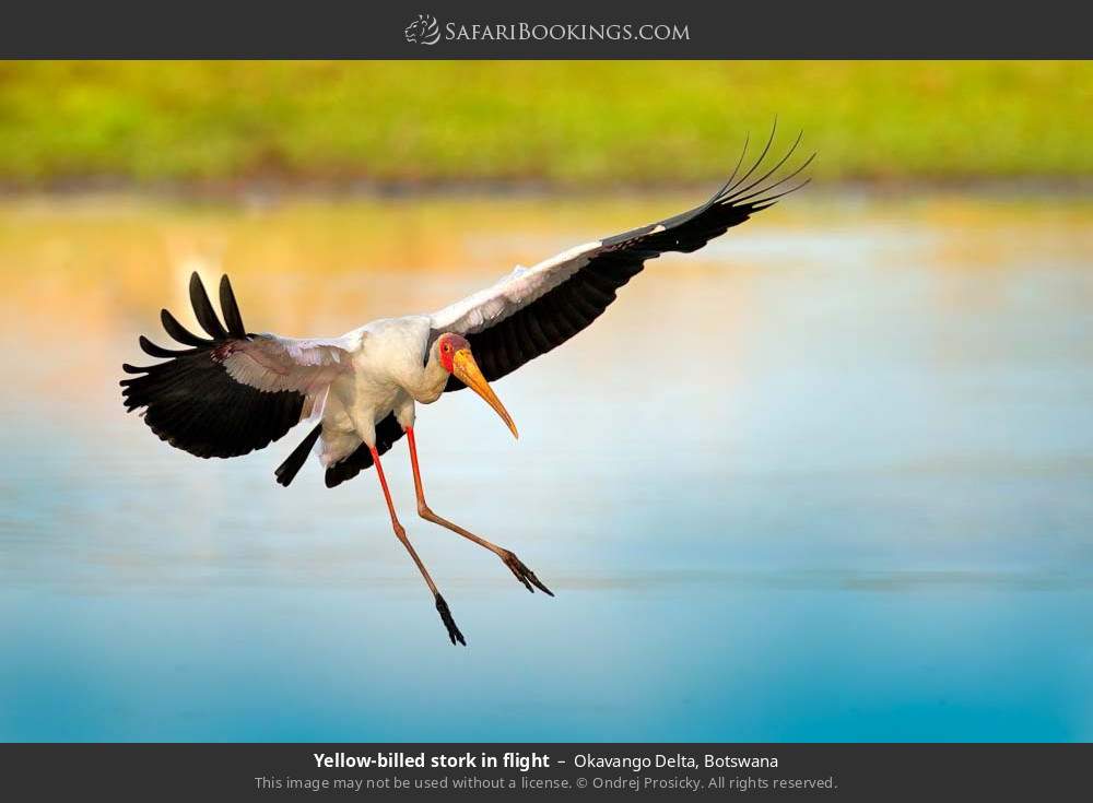 Yellow-billed stork in flight in Okavango Delta, Botswana