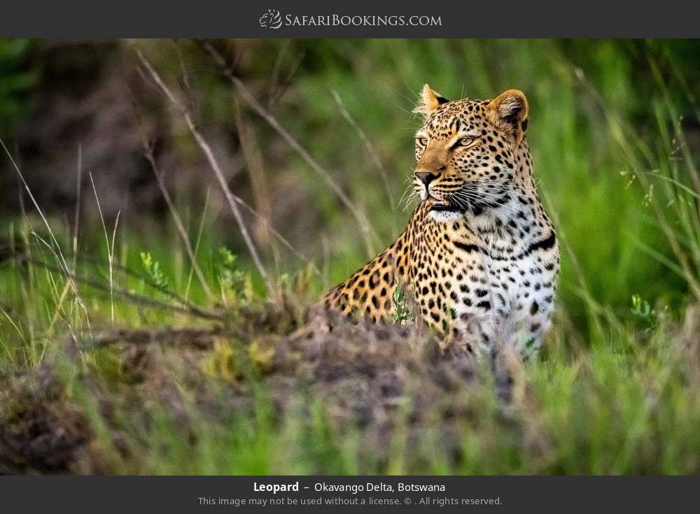 Leopard in Okavango Delta, Botswana