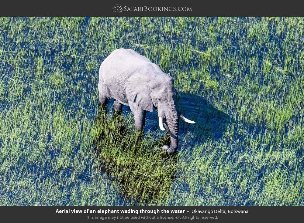 Aerial view of an elephant wading through the water in Okavango Delta, Botswana