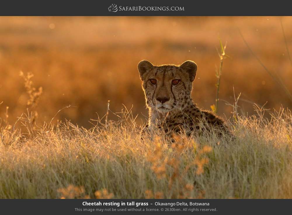 Cheetah resting in tall grass in Okavango Delta, Botswana