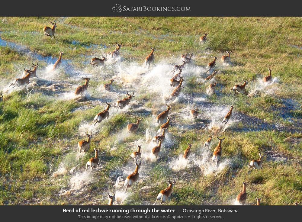 Herd of red lechwes running through the water in Okavango River, Botswana