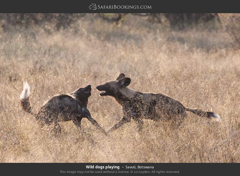 Wild dogs playing in Savuti, Botswana