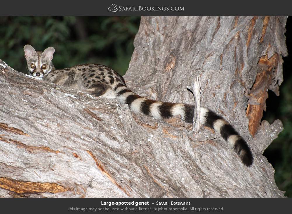 Large-spotted genet in Savuti, Botswana