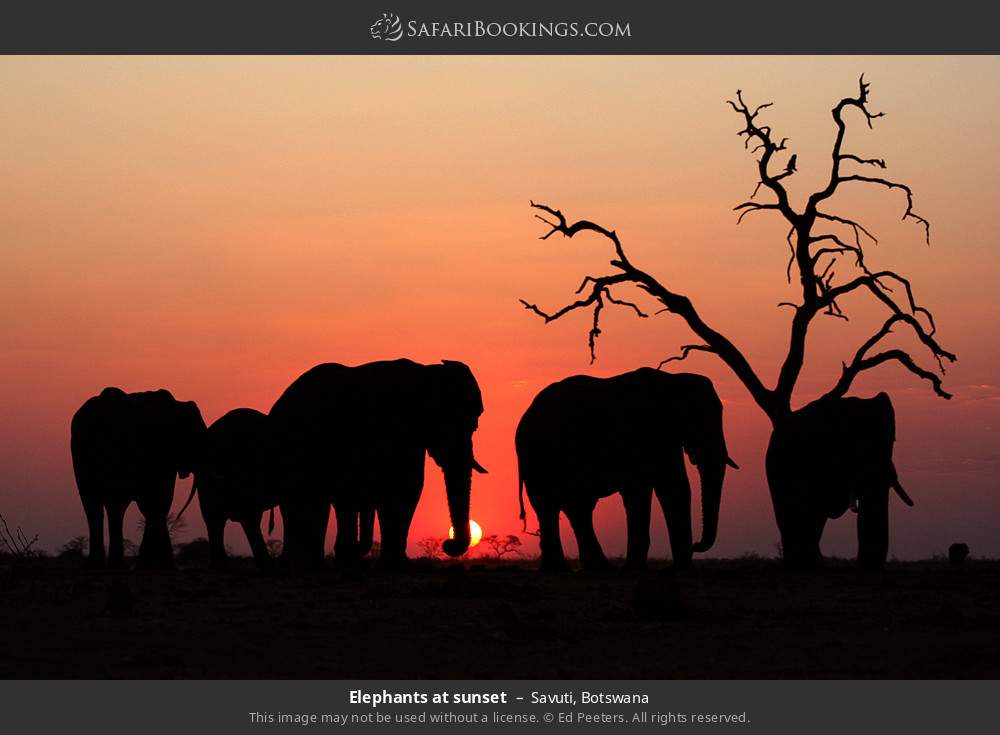 Elephants at sunset in Savuti, Botswana