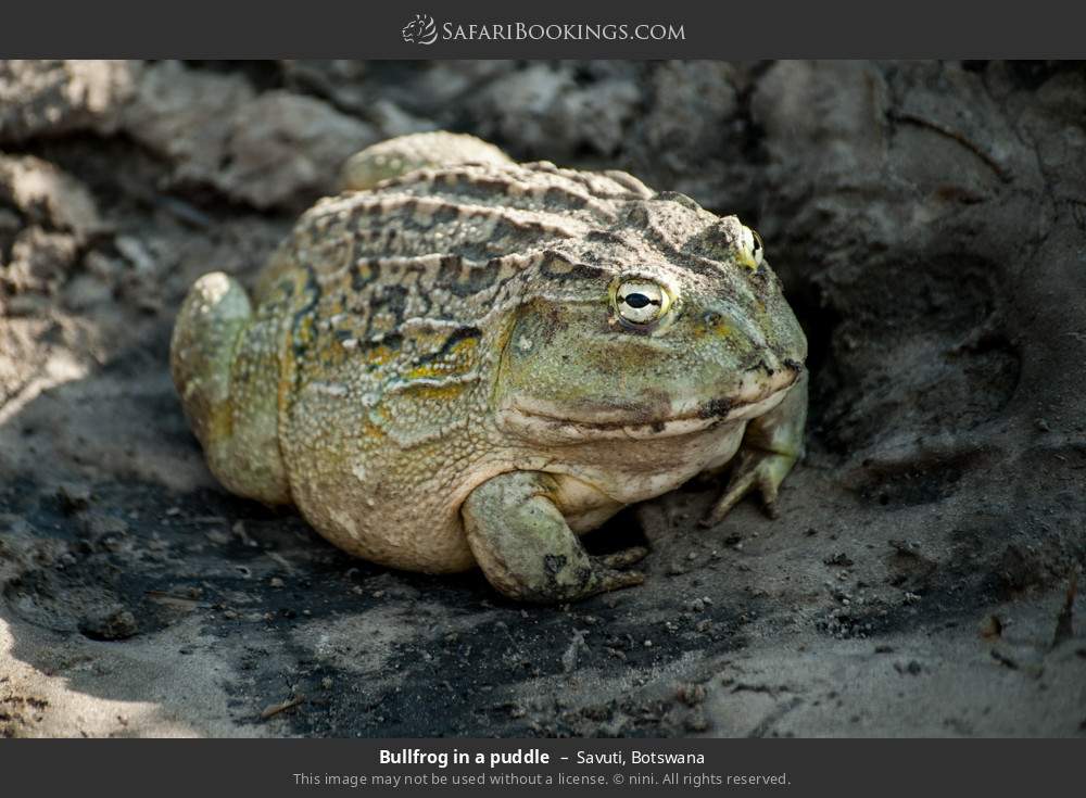 Bullfrog in a puddle in Savuti, Botswana