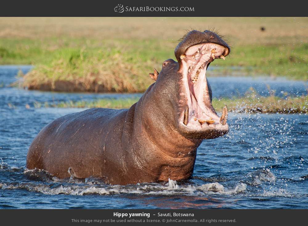 Hippo yawning in Savuti, Botswana