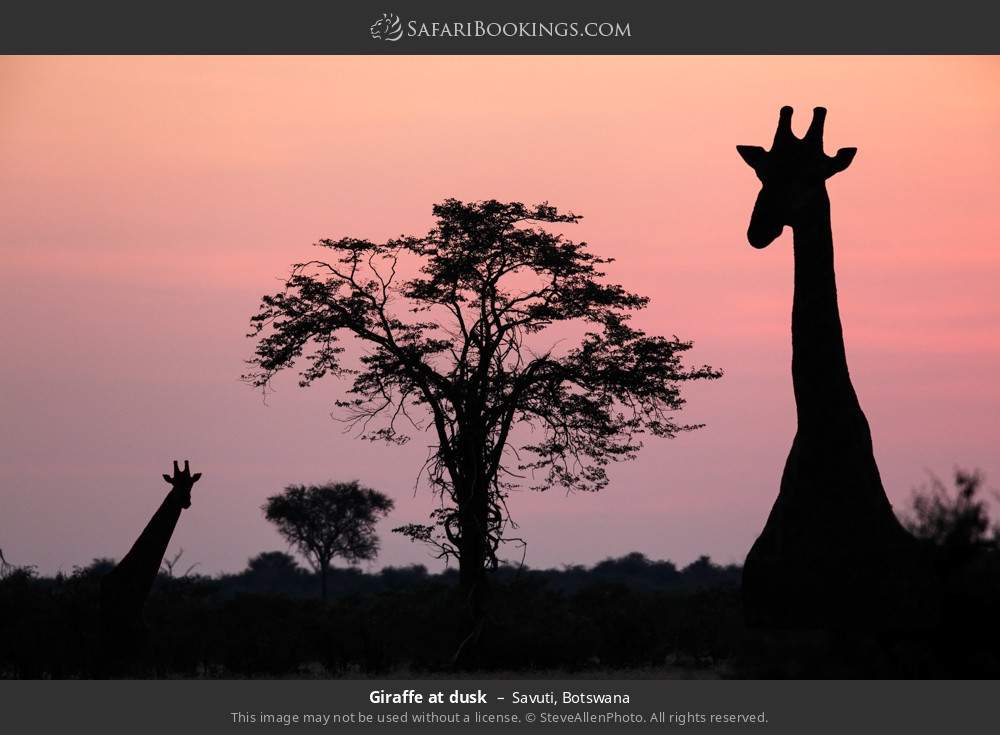 Giraffes at dusk in Savuti, Botswana