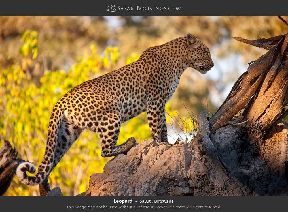 Leopard in Savuti, Botswana