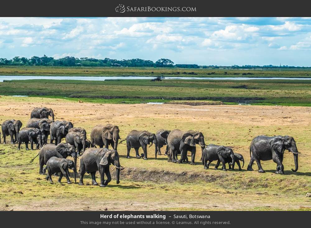 Herd of elephants walking in Savuti, Botswana