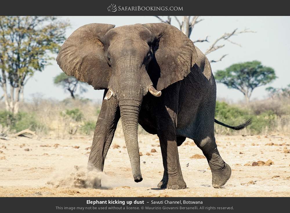 Elephant kicking up dust in Savuti Channel, Botswana