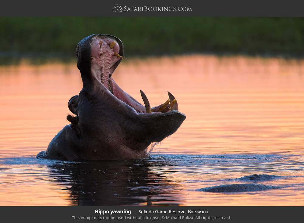 Hippo yawning in Selinda Game Reserve, Botswana