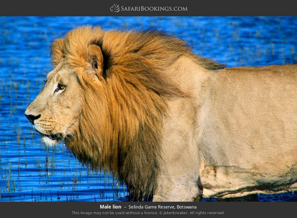 Male lion in Selinda Game Reserve, Botswana