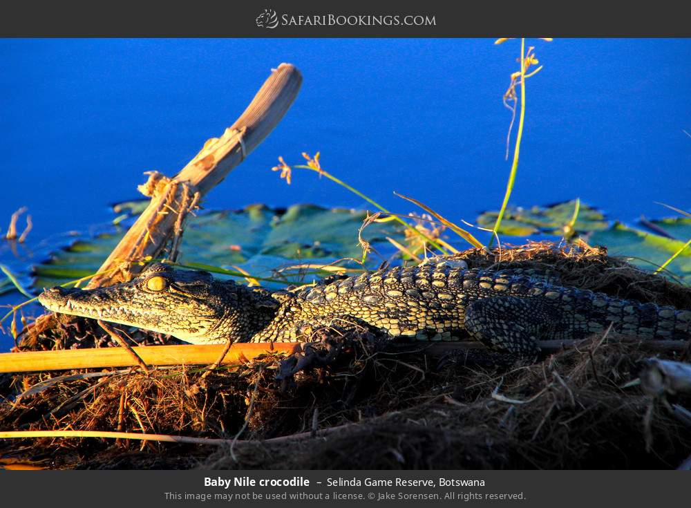 Baby Nile crocodile in Selinda Concession, Botswana