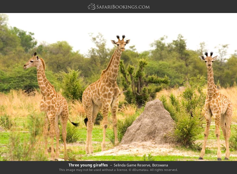 Three young giraffes in Selinda Concession, Botswana