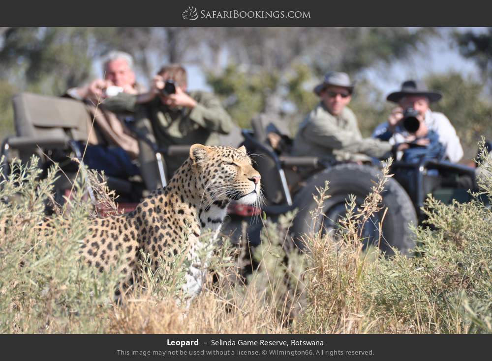 Leopard in Selinda Game Reserve, Botswana