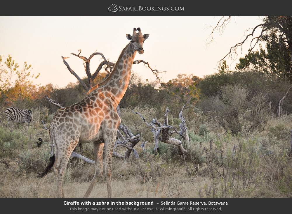 Giraffe with a zebra in the background in Selinda Concession, Botswana