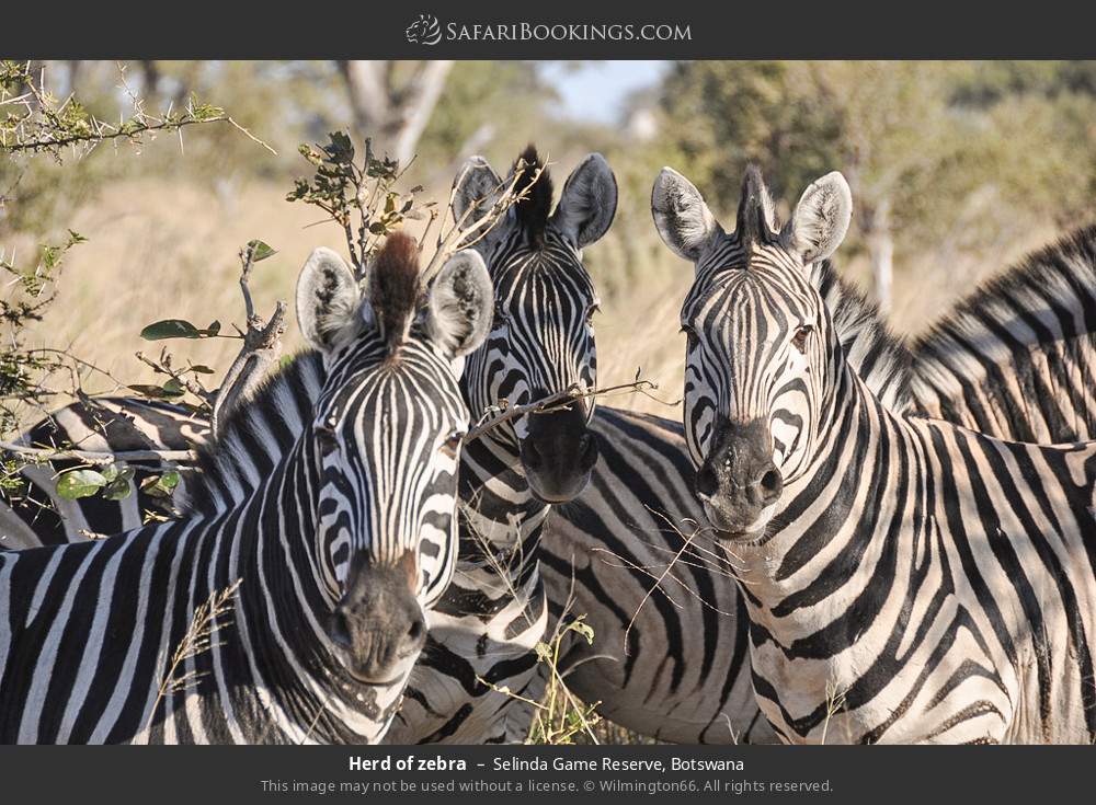 Herd of zebra in Selinda Game Reserve, Botswana