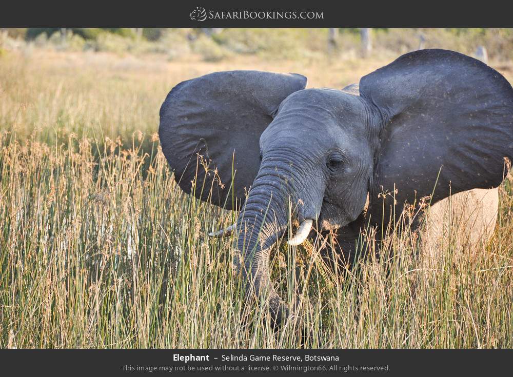 Elephant in Selinda Game Reserve, Botswana