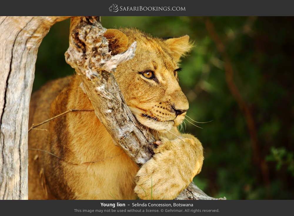 Young lion in Selinda Concession, Botswana