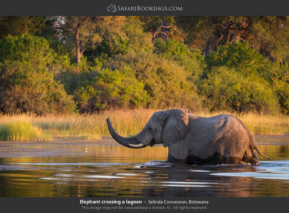 Elephant crossing a lagoon in Selinda Concession, Botswana