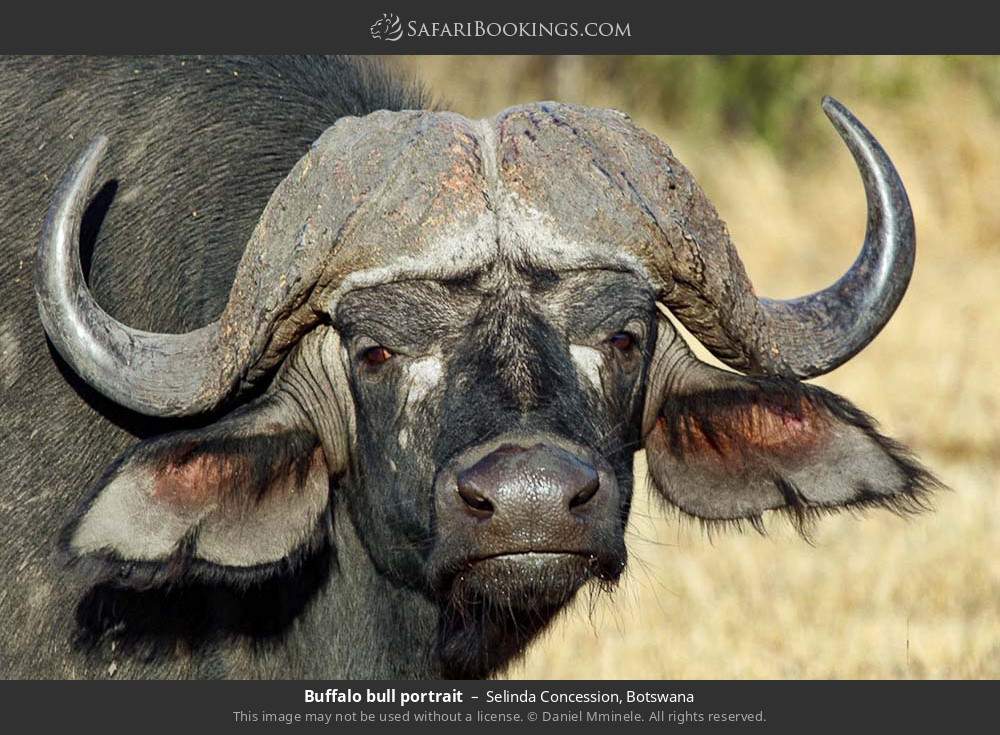 Buffalo bull portrait in Selinda Concession, Botswana