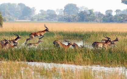 Red lechwe, Okavango Delta, Botswana