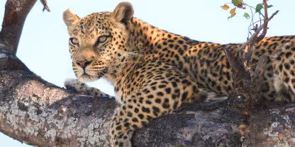 Central Kalahari Game Reserve
