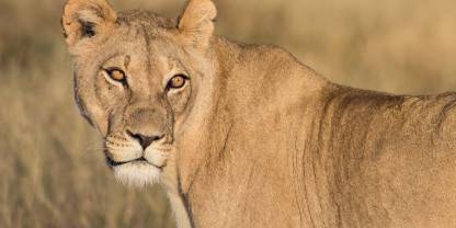 Khutse Game Reserve