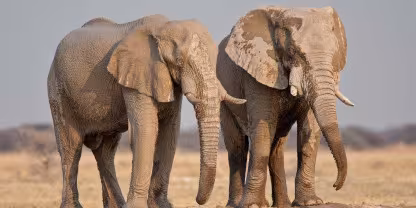 Nxai Pan National Park