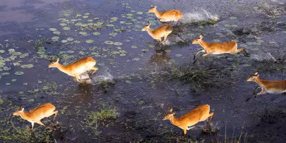 Okavango Delta