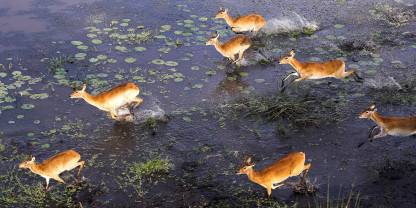 Okavango Delta