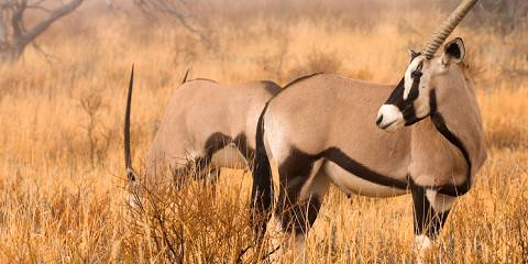 6-Day Deception Safari