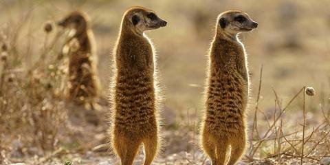 9-Day Victoria Falls, Hwange, Chobe and Makgadikgadi NP